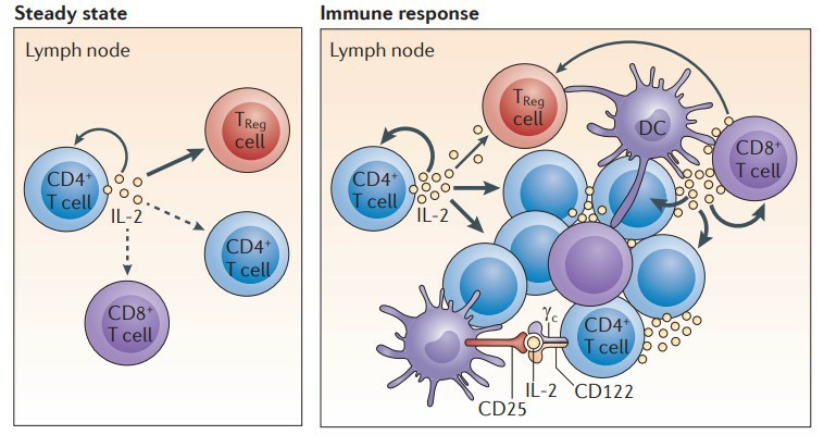IL‑2 homeostasis in steady-state conditions and during an immune response.